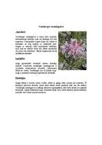 Referāts 'Āfrikas augi un dzīvnieki, Krīgera rezervāts', 25.