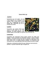 Referāts 'Āfrikas augi un dzīvnieki, Krīgera rezervāts', 26.