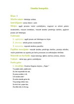 Konspekts 'Dekors - dzijas puķes', 2.