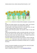 Konspekts 'Dekors - dzijas puķes', 3.