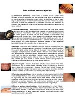 Konspekts 'Ādas slimības, kas skar sejas ādu', 1.