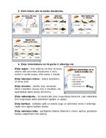 Prezentācija 'Konspekts mājturībā 7.klasei. Zivis', 3.
