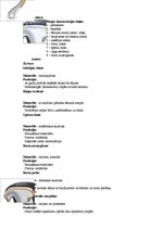 Konspekts 'Auto riepas uzbūve', 1.