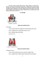 Referāts 'Gūžas locītavas funkcionālā stāvokļa izmaiņas pēc post-izometriskās relaksācijas', 6.