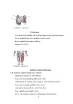 Referāts 'Gūžas locītavas funkcionālā stāvokļa izmaiņas pēc post-izometriskās relaksācijas', 8.