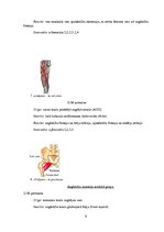 Referāts 'Gūžas locītavas funkcionālā stāvokļa izmaiņas pēc post-izometriskās relaksācijas', 9.