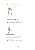 Referāts 'Gūžas locītavas funkcionālā stāvokļa izmaiņas pēc post-izometriskās relaksācijas', 10.