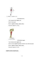 Referāts 'Gūžas locītavas funkcionālā stāvokļa izmaiņas pēc post-izometriskās relaksācijas', 11.