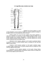 Referāts 'Gūžas locītavas funkcionālā stāvokļa izmaiņas pēc post-izometriskās relaksācijas', 15.