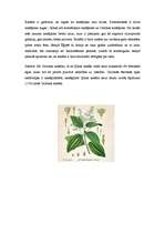 Referāts 'Kanēlis', 2.