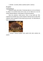 Paraugs 'Teksti bērniem latviešu valodā par tēmu "Ezis" un uzdevumi', 5.