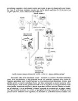 Eseja 'Parazītiskā nematode Anisakis simplex', 2.