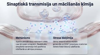 Prezentācija 'Hroniska stresa ietekme uz hipokampu un mācīšanās spējām', 6.