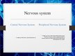 Prezentācija 'Nervous System', 5.