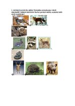 Konspekts 'Integrētā diena 3.klasei "Latvijas dzīvnieki"', 14.