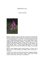 Konspekts 'Orhideju dzimta', 6.