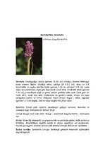 Konspekts 'Orhideju dzimta', 11.
