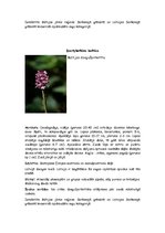 Konspekts 'Orhideju dzimta', 14.