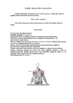 Konspekts 'Augšējo ekstremitāšu muskulatūra', 1.