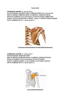 Konspekts 'Augšējo ekstremitāšu muskulatūra', 2.