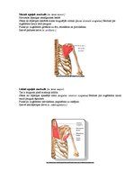 Konspekts 'Augšējo ekstremitāšu muskulatūra', 3.