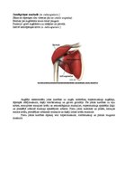 Konspekts 'Augšējo ekstremitāšu muskulatūra', 4.