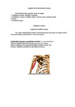 Konspekts 'Augšējo ekstremitāšu muskulatūra', 5.