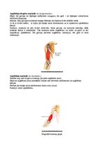 Konspekts 'Augšējo ekstremitāšu muskulatūra', 6.