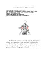 Konspekts 'Augšējo ekstremitāšu muskulatūra', 7.