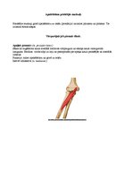 Konspekts 'Augšējo ekstremitāšu muskulatūra', 8.