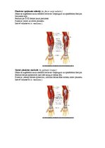 Konspekts 'Augšējo ekstremitāšu muskulatūra', 9.