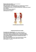 Konspekts 'Augšējo ekstremitāšu muskulatūra', 10.