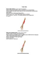 Konspekts 'Augšējo ekstremitāšu muskulatūra', 11.