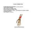Konspekts 'Augšējo ekstremitāšu muskulatūra', 12.