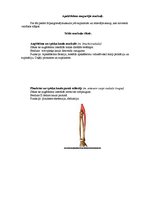 Konspekts 'Augšējo ekstremitāšu muskulatūra', 13.