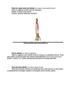 Konspekts 'Augšējo ekstremitāšu muskulatūra', 14.
