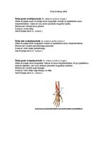 Konspekts 'Augšējo ekstremitāšu muskulatūra', 15.