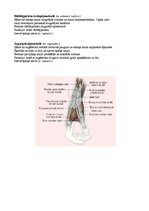 Konspekts 'Augšējo ekstremitāšu muskulatūra', 16.