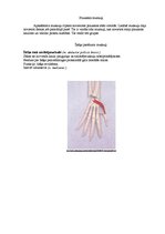 Konspekts 'Augšējo ekstremitāšu muskulatūra', 17.