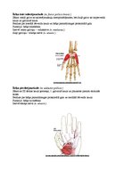 Konspekts 'Augšējo ekstremitāšu muskulatūra', 18.
