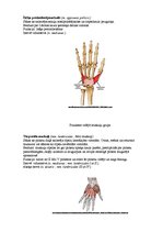 Konspekts 'Augšējo ekstremitāšu muskulatūra', 19.