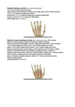 Konspekts 'Augšējo ekstremitāšu muskulatūra', 20.