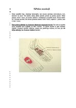 Konspekts 'Augšējo ekstremitāšu muskulatūra', 22.