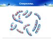 Prezentācija 'Бактерии', 11.