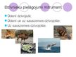 Prezentācija 'Dzīvnieku pielāgošanās mitruma režģījumam', 2.