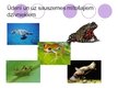 Prezentācija 'Dzīvnieku pielāgošanās mitruma režģījumam', 8.