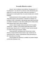 Konspekts 'Latvijas zīdītājdzīvnieki', 17.