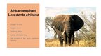Prezentācija 'Elephants. Human Impacts and Threats', 5.