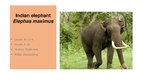 Prezentācija 'Elephants. Human Impacts and Threats', 6.