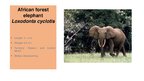Prezentācija 'Elephants. Human Impacts and Threats', 7.